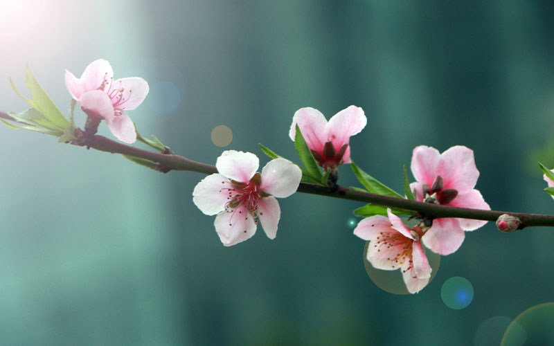 IELTS Speaking - Từ vựng Tết Nguyên Đán Peach blossom